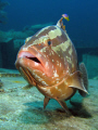 Nassau Grouper 